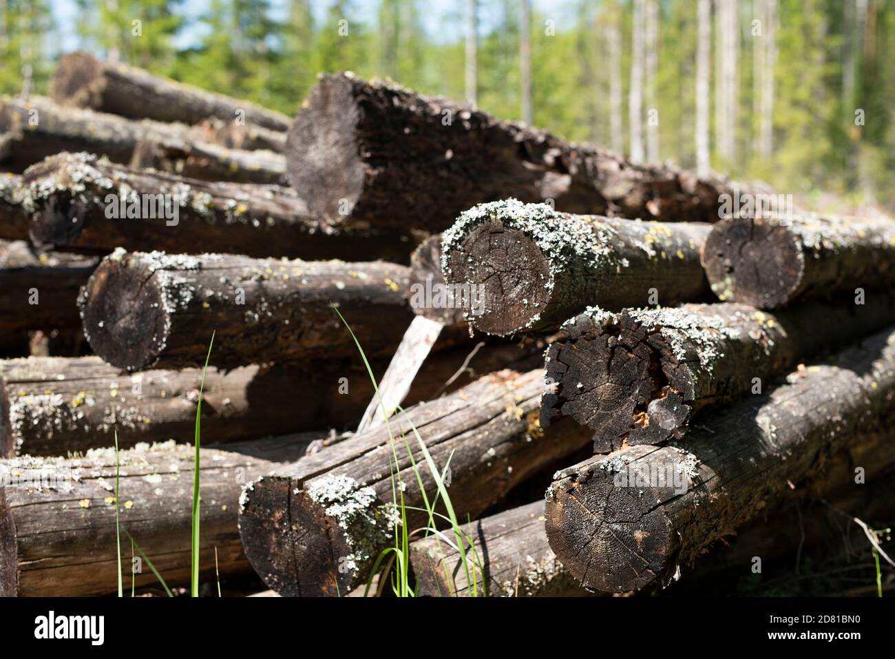 Pile of old saw trees lost in the forest Stock Photo Alamy