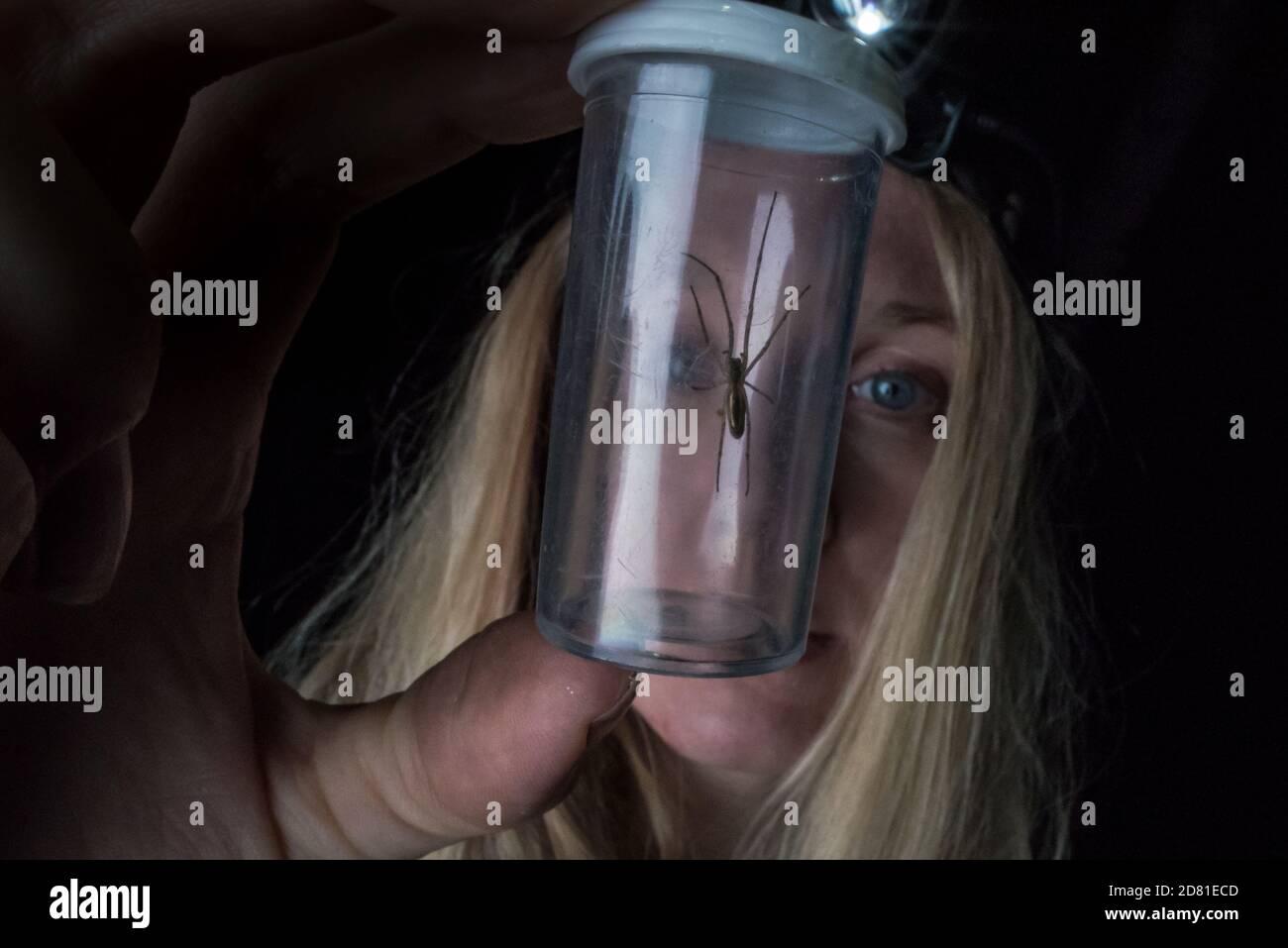A scientist examines a captured spider in a jar as part of a scientific study Stock Photo
