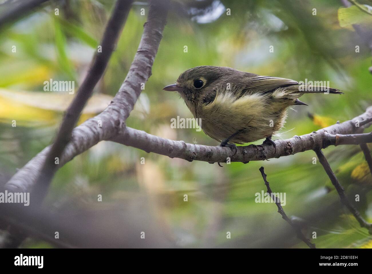 Hutton's Vireo (Vireo huttoni), a small songbird from the West Coast of North America, perches in the forest canopy. Stock Photo