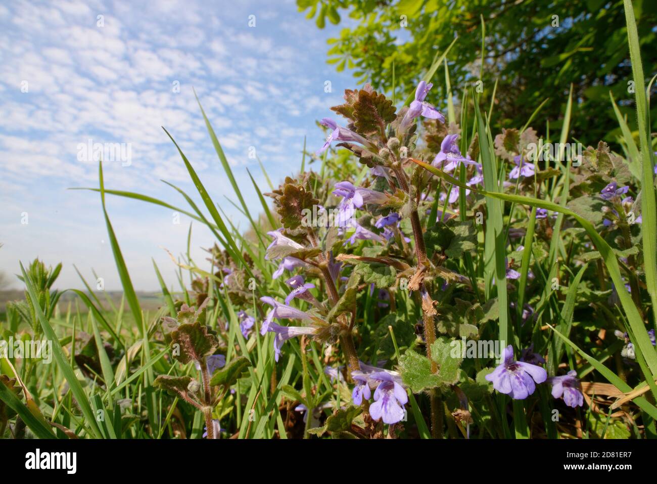 Ground ivy (Glechoma hederacea) clump flowering on the margin of a chalk grassland meadow, Wiltshire, UK, April. Stock Photo