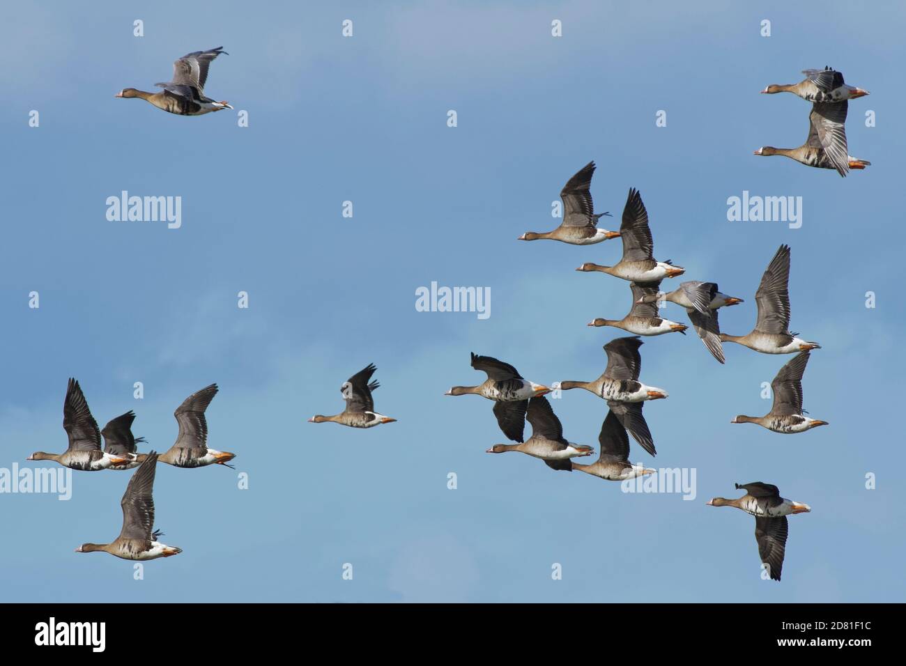 Greater white-fronted goose (Anser albifrons) flock flying against a blue sky, Gloucestershire, UK, February. Stock Photo