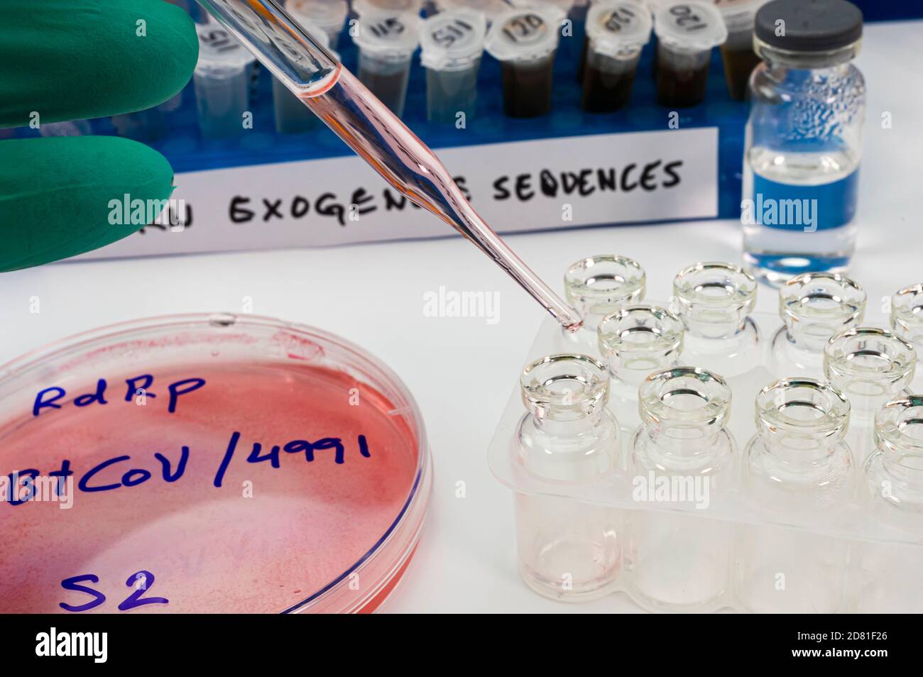 Virologist working on exogenous Sars-CoV-2 virus RNA sequence in the laboratory, conceptual image Stock Photo