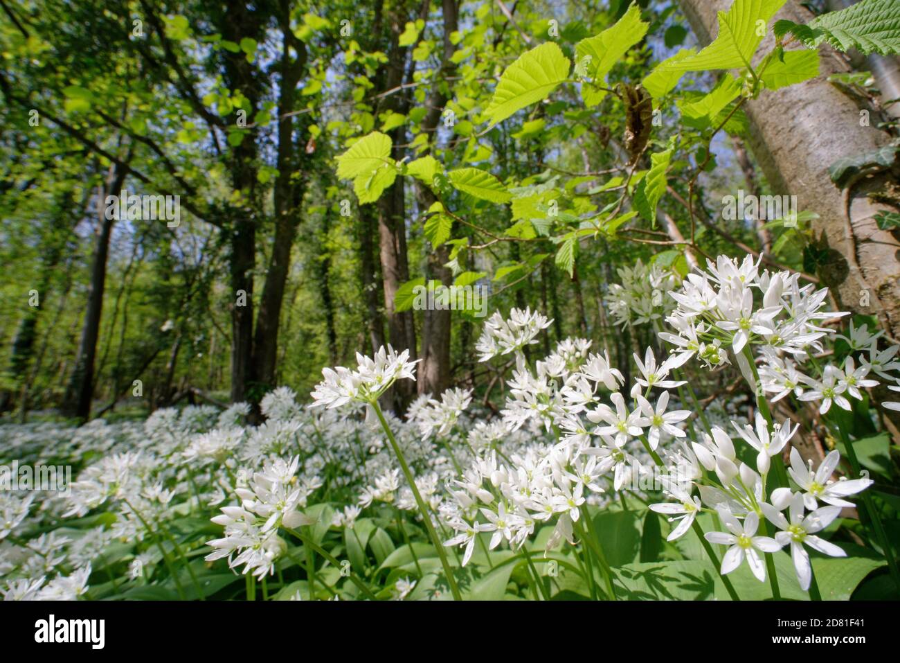 Wild garlic / Ramsons (Allium ursinum) carpet flowering in woodland understory, Wiltshire, UK, April. Stock Photo