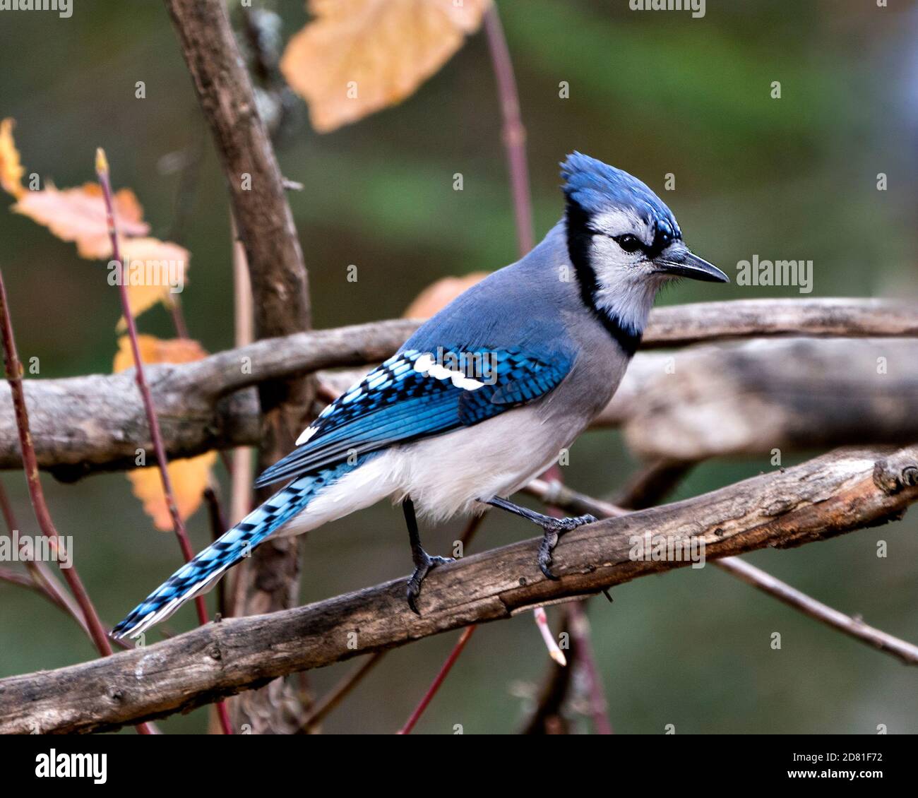 Blue Jay Wings Vector Images (over 180)