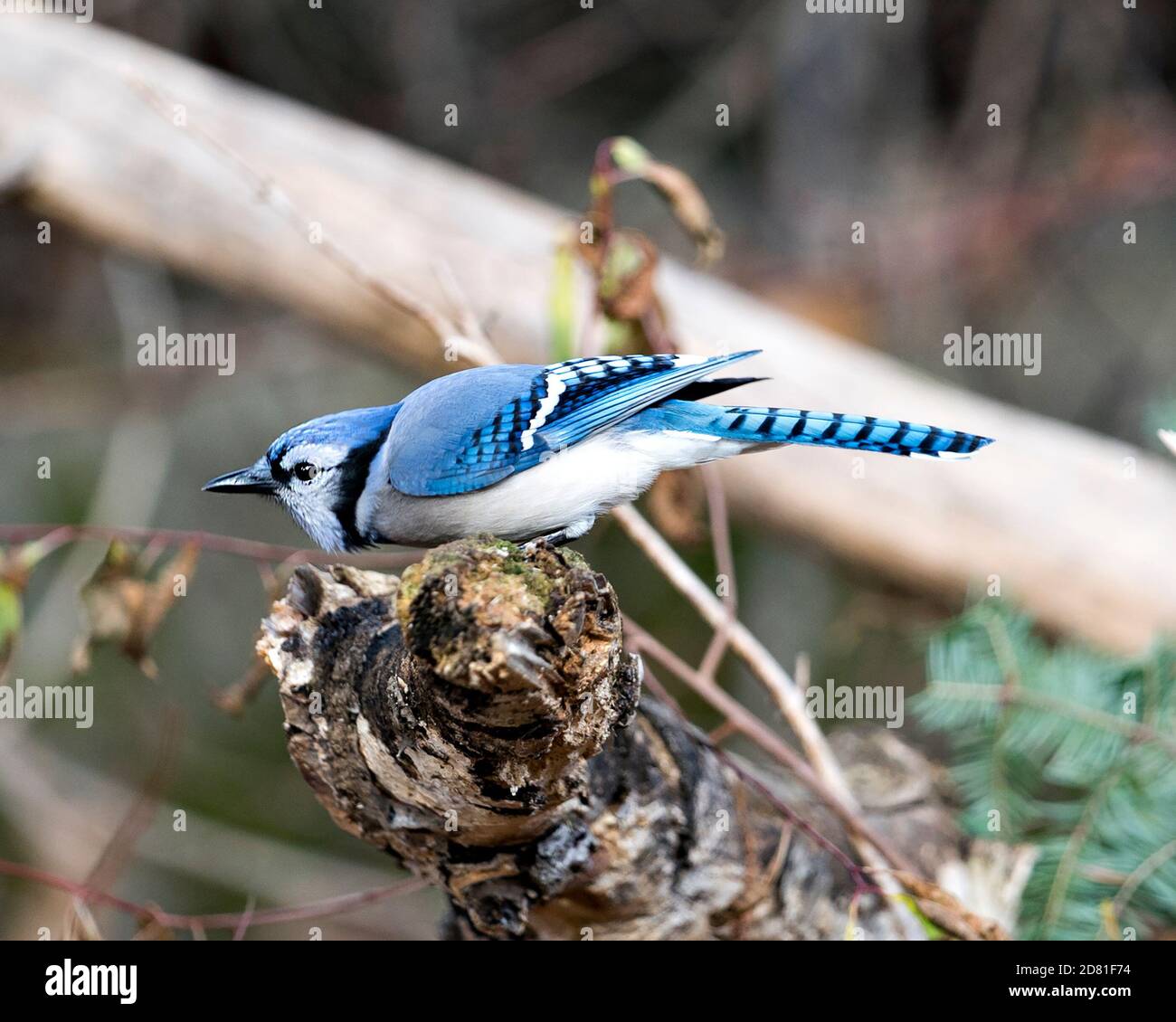 Blue Jay perched on a branch with blur background displaying blue feather plumage, wings, body, beak in its wild environment and habitat. Image. Stock Photo