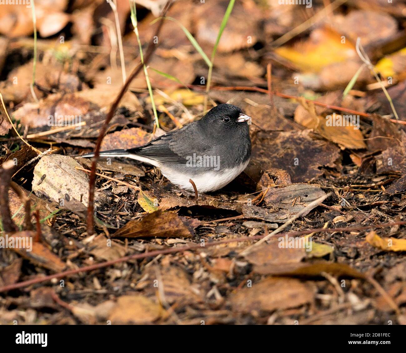 Junco close-up profile view on the ground with brown leaves in the autumn season in its environment and habitat. Dark-eyed Junco picture. Image. Stock Photo