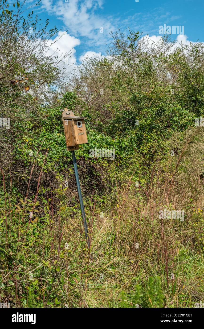 A wooden birdhouse on a pole surrounded by tall grasses bushes and other brush in a conservation area in a park on a sunny day in autumn Stock Photo