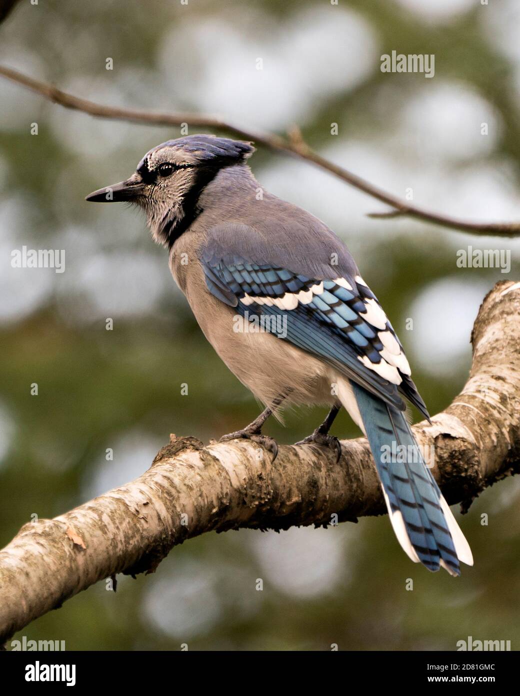 Blue Jay perched on a branch with a blur background in the forest environment and habitat. Picture. Portrait. Image. Stock Photo
