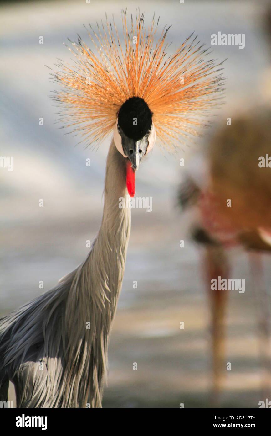National bird of Uganda gray crowned crane , close up of head and neck