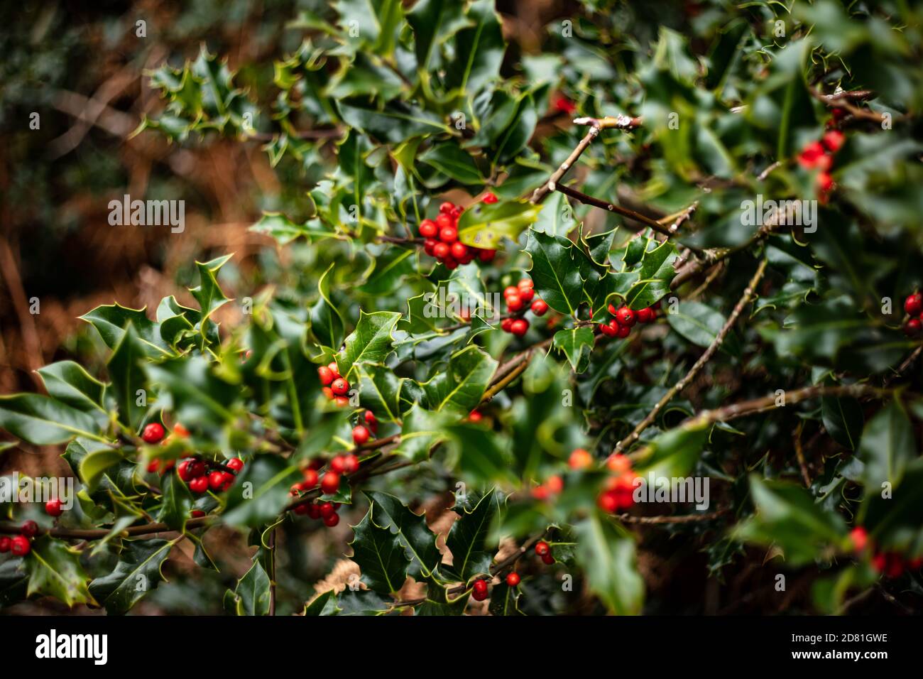 A Holly Bush in the Woods at Fairlight Glen, Near Hastings, East Sussex Stock Photo