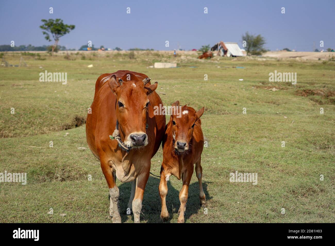A mother cow with her cute baby calf running in a green beach. South