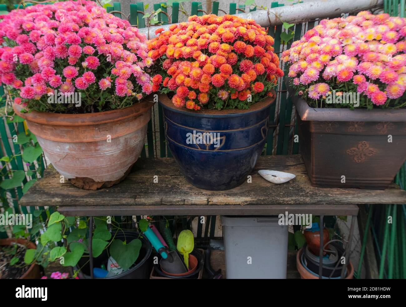 Potted mums on backyard old wooden shelf in autumn Stock Photo