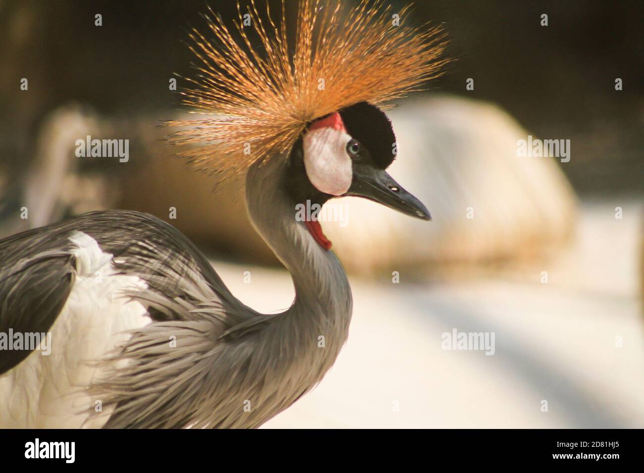 National bird of Uganda gray crowned crane , close up of head and neck