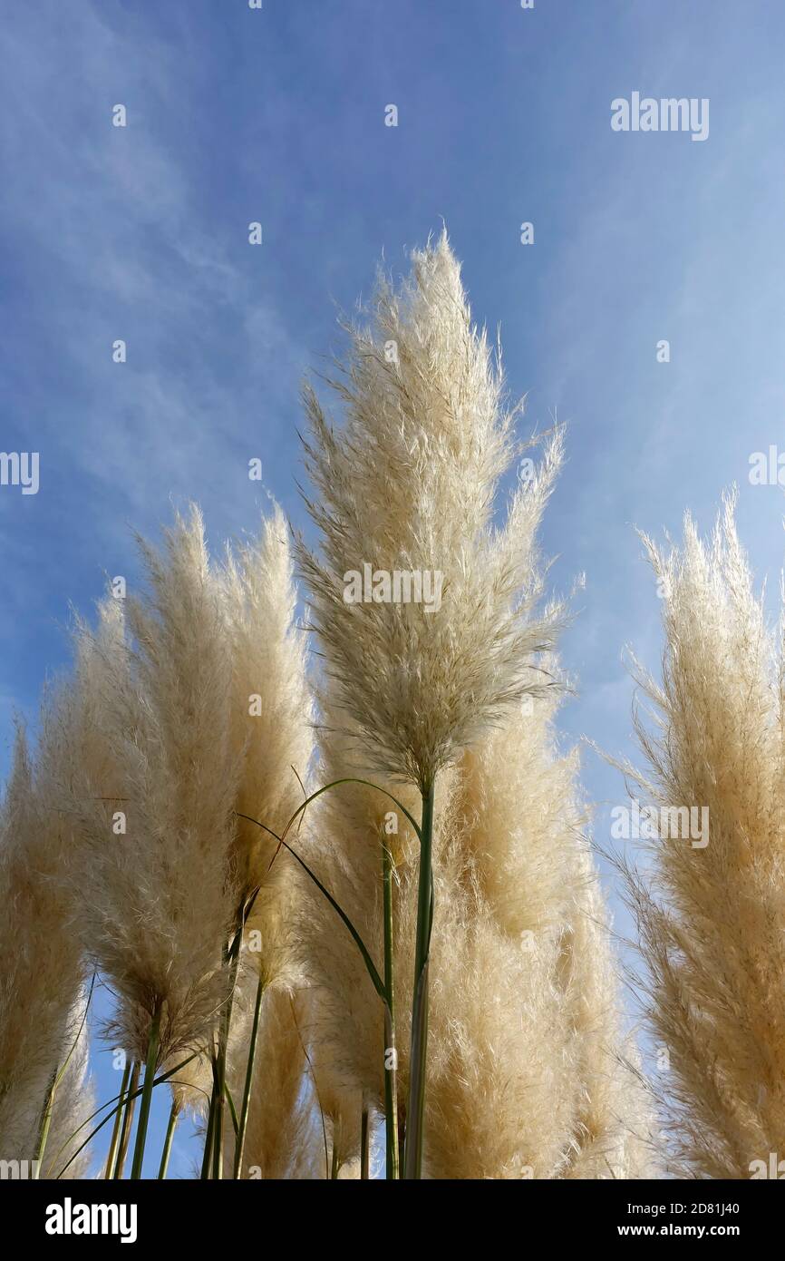 Cortaderia selloana, commonly known as pampas grass Stock Photo