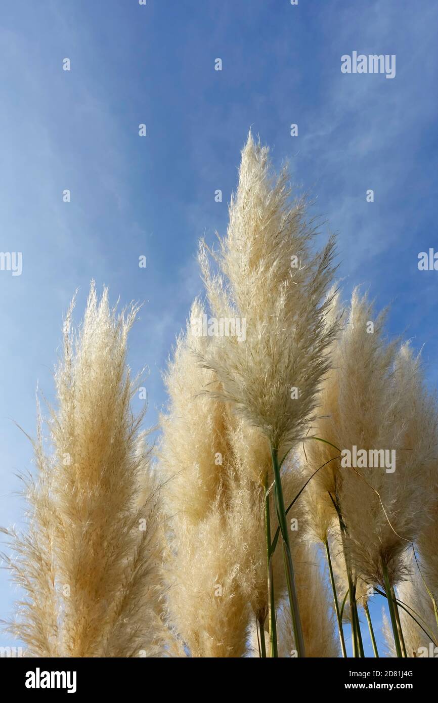 Cortaderia selloana, commonly known as pampas grass Stock Photo