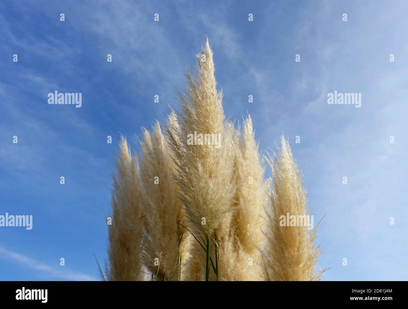 Cortaderia selloana, commonly known as pampas grass Stock Photo