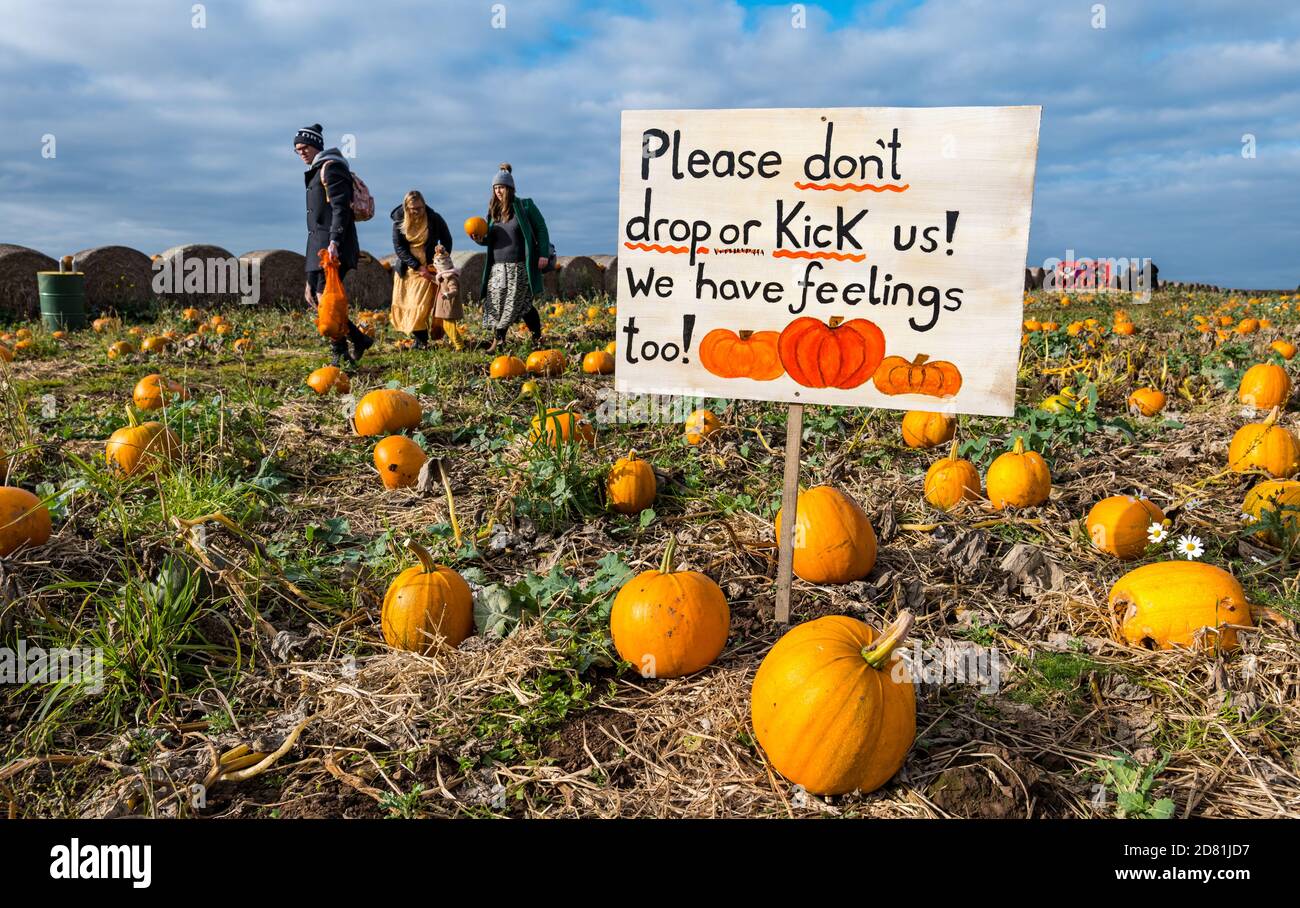 Humorous sign in pumpkin patch, Balgone Estate, East Lothian, Scotland, UK Stock Photo
