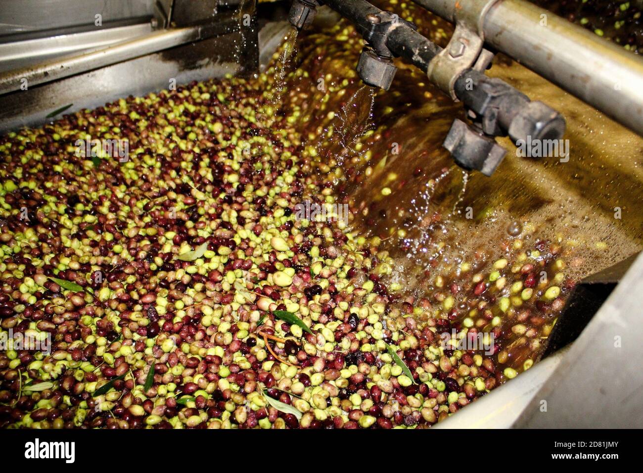 Washing olives with fresh water in olive oil mill during extra virgin