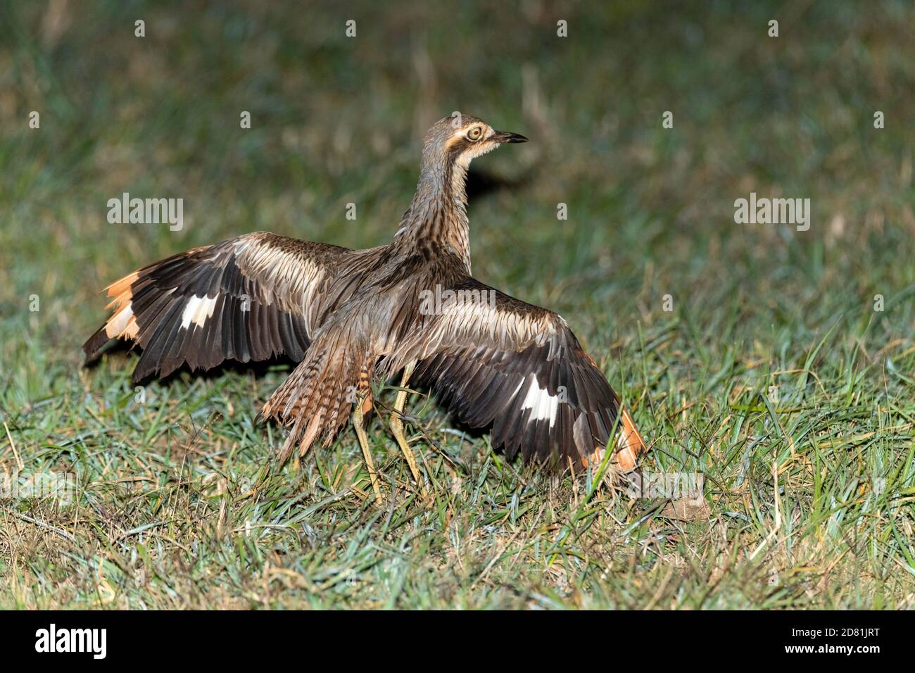 Bush Stone-Curlew  Burhinus grallarius Cairns, Queensland, Australia 30 October 2019        Adult doing distraction display.       Burhinidae      AKA Stock Photo