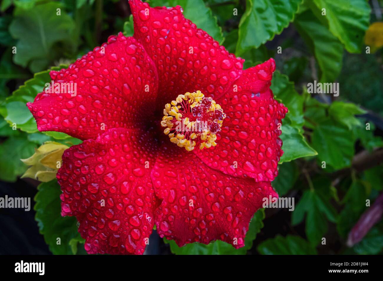 Red garden hibiscus with raindrop pattern Stock Photo