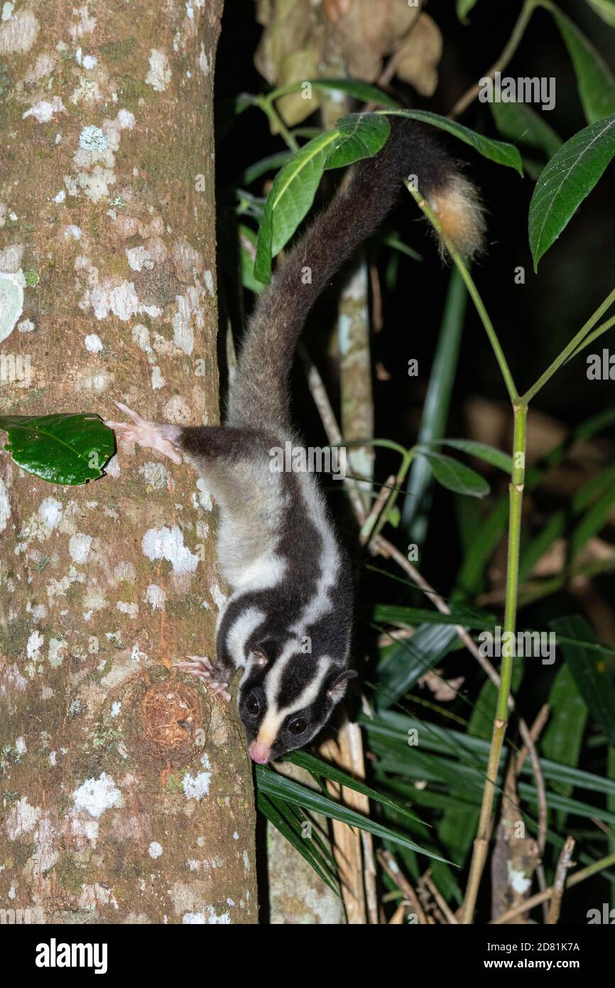 Striped Possum  Dactylopsila trivirgata Chambers Rainforest Lodge, Queensland, Australia 6 November 2019       Adult              Petauridae Limited t Stock Photo