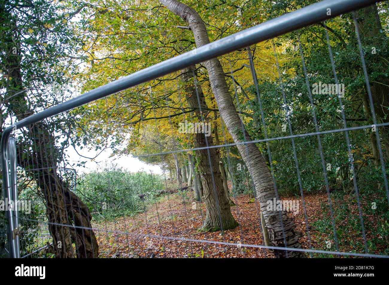 Aylesbury Vale, Buckinghamshire, UK. 26th October, 2020. High security fencing around the woods. HS2 are continuing to fell ancient woodland at Grim's Ditch in Buckinghamshire this morning. Anti HS2 environmental campaigners allege that HS2 do not have a bat licence for felling in these ancient woodlands and so are potentially committing a wildlife crime. They have reported the matter to the Police again this morning an are awaiting a response. Construction of the High Speed Rail from London to Birmingham puts 108 ancient woodlands, 33 SSSIs and 693 wildlife sites at risk. Credit: Maureen McLe Stock Photo