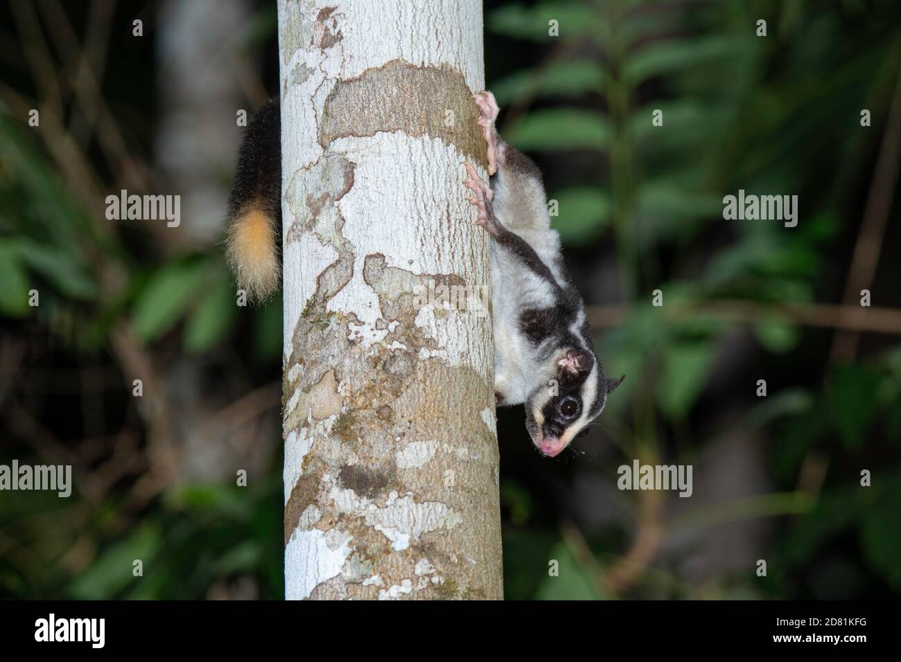 Striped Possum  Dactylopsila trivirgata Chambers Rainforest Lodge, Queensland, Australia 6 November 2019       Adult              Petauridae Limited t Stock Photo