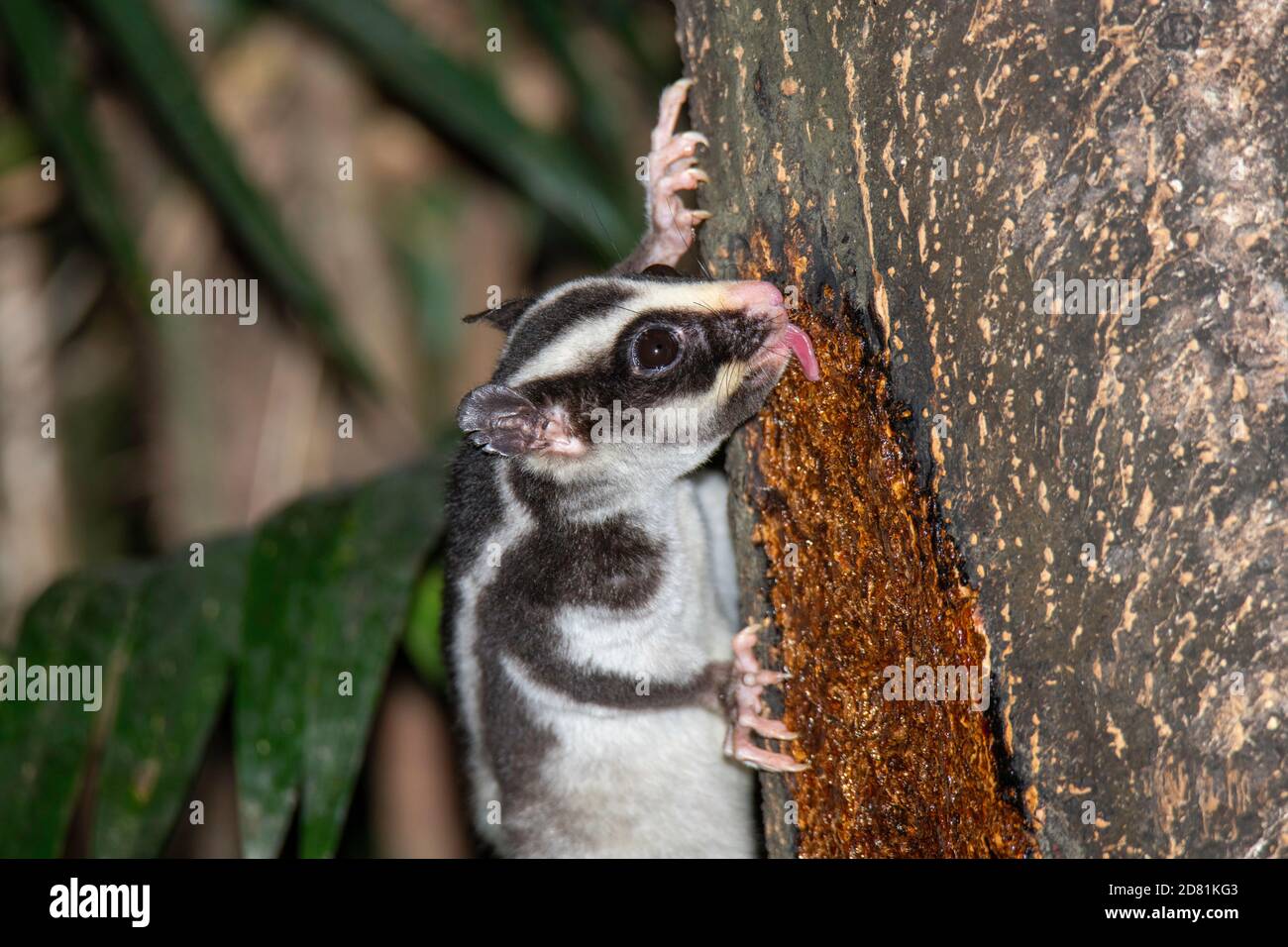 Striped Possum  Dactylopsila trivirgata Chambers Rainforest Lodge, Queensland, Australia 6 November 2019       Adult              Petauridae Limited t Stock Photo