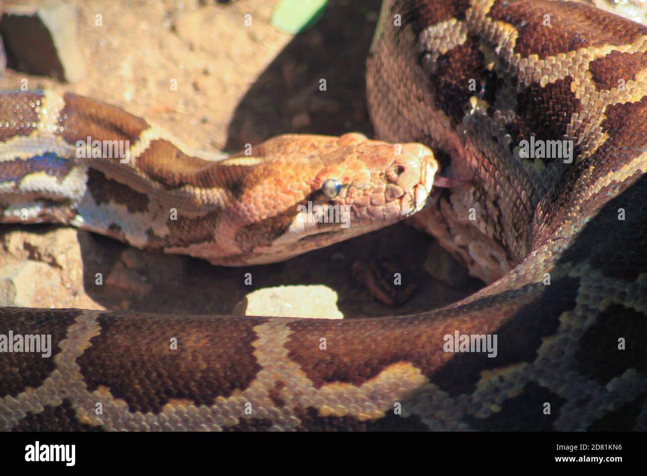 Portrait of an adult reticulated python , close up. blur background ...
