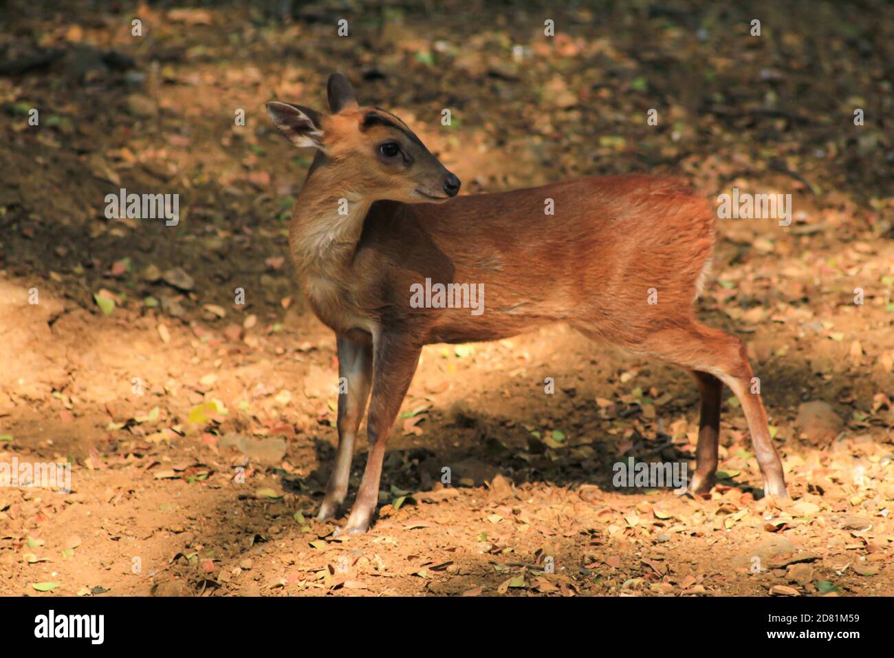 Chital, Cheetal, Spotted deer, Axis deer lie down and look at the camera isolated on background. This has clipping path. blur photo Stock Photo