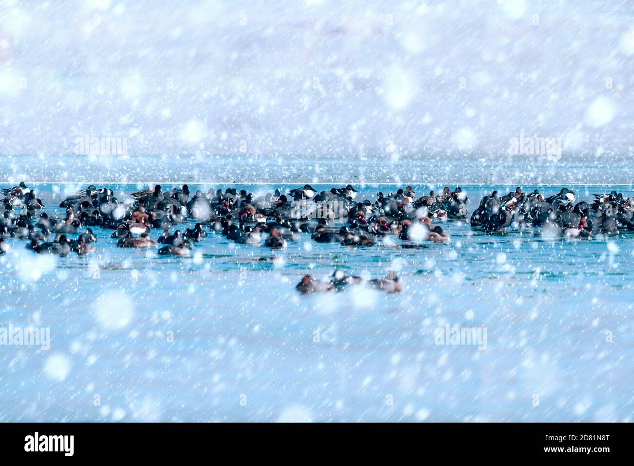Winter season and animals. Falling snow. white blue nature background ...