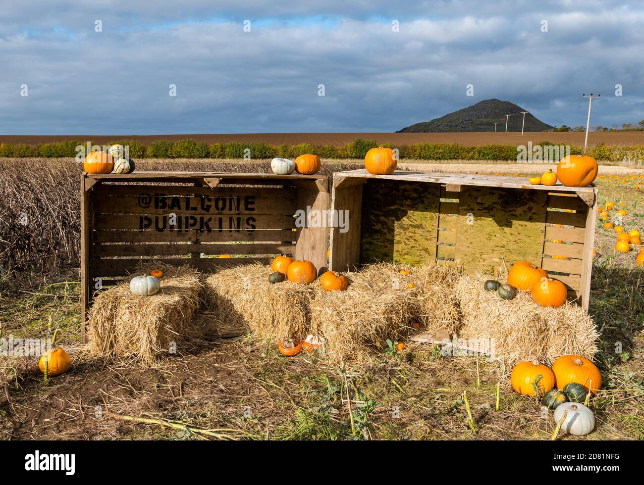 Crate with pumpkin and view of Berwick Law, Balgone pumpkin patch, East Lothian, Scotland, UK Stock Photo