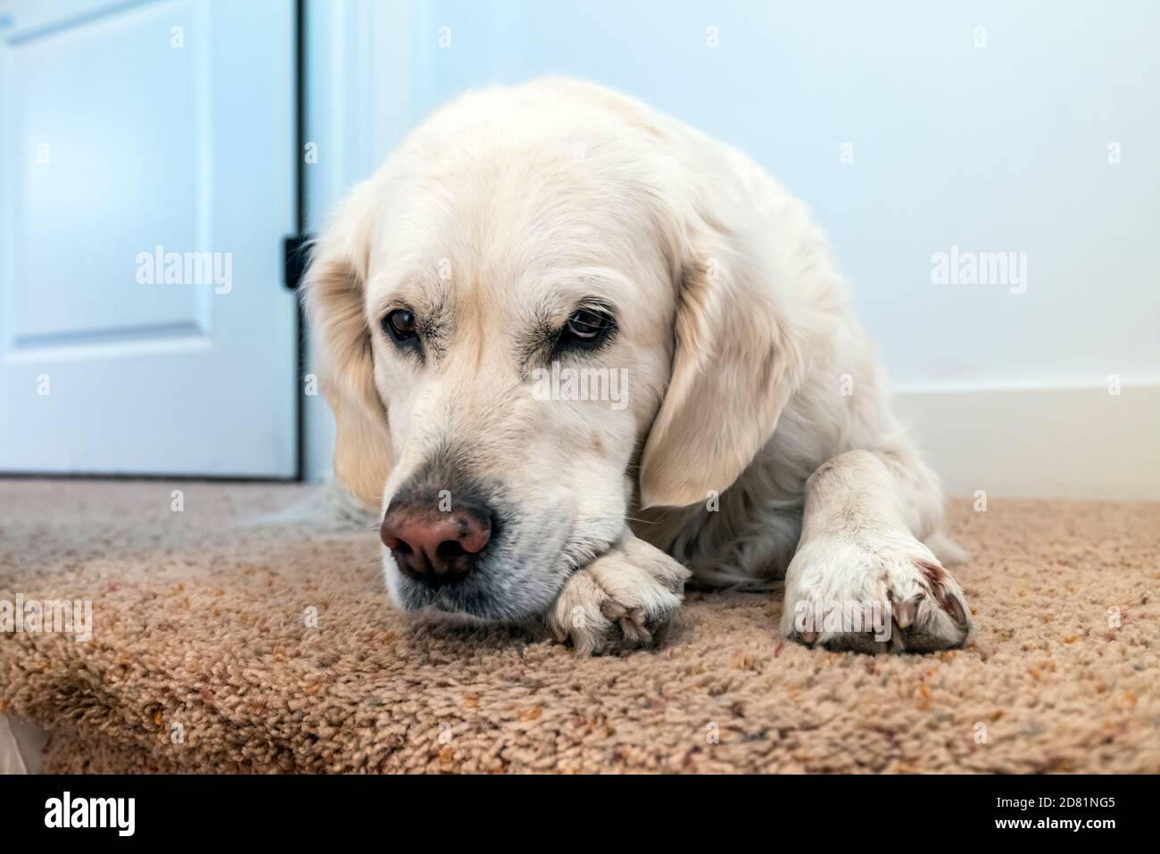 Platinum colored Golden Retriever dog. Stock Photo