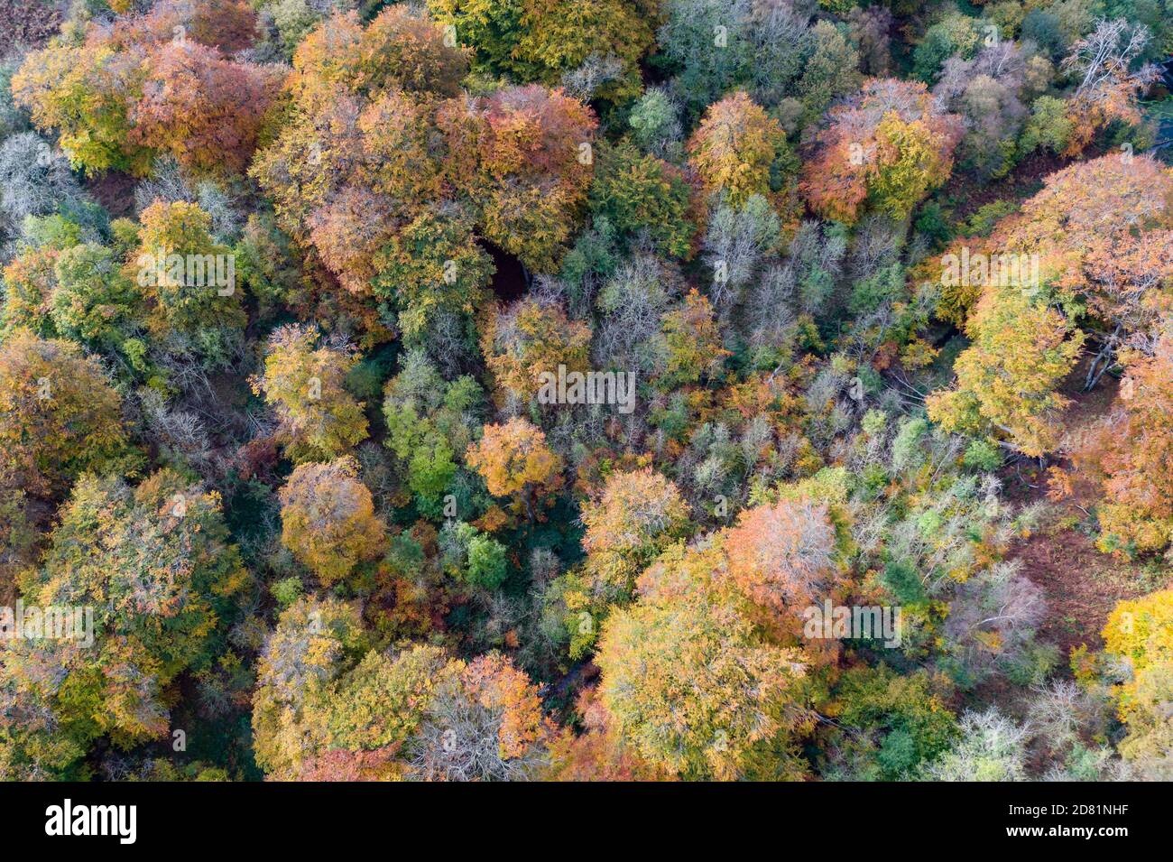 Aerial view of Beech trees in a forest during autumn Stock Photo - Alamy