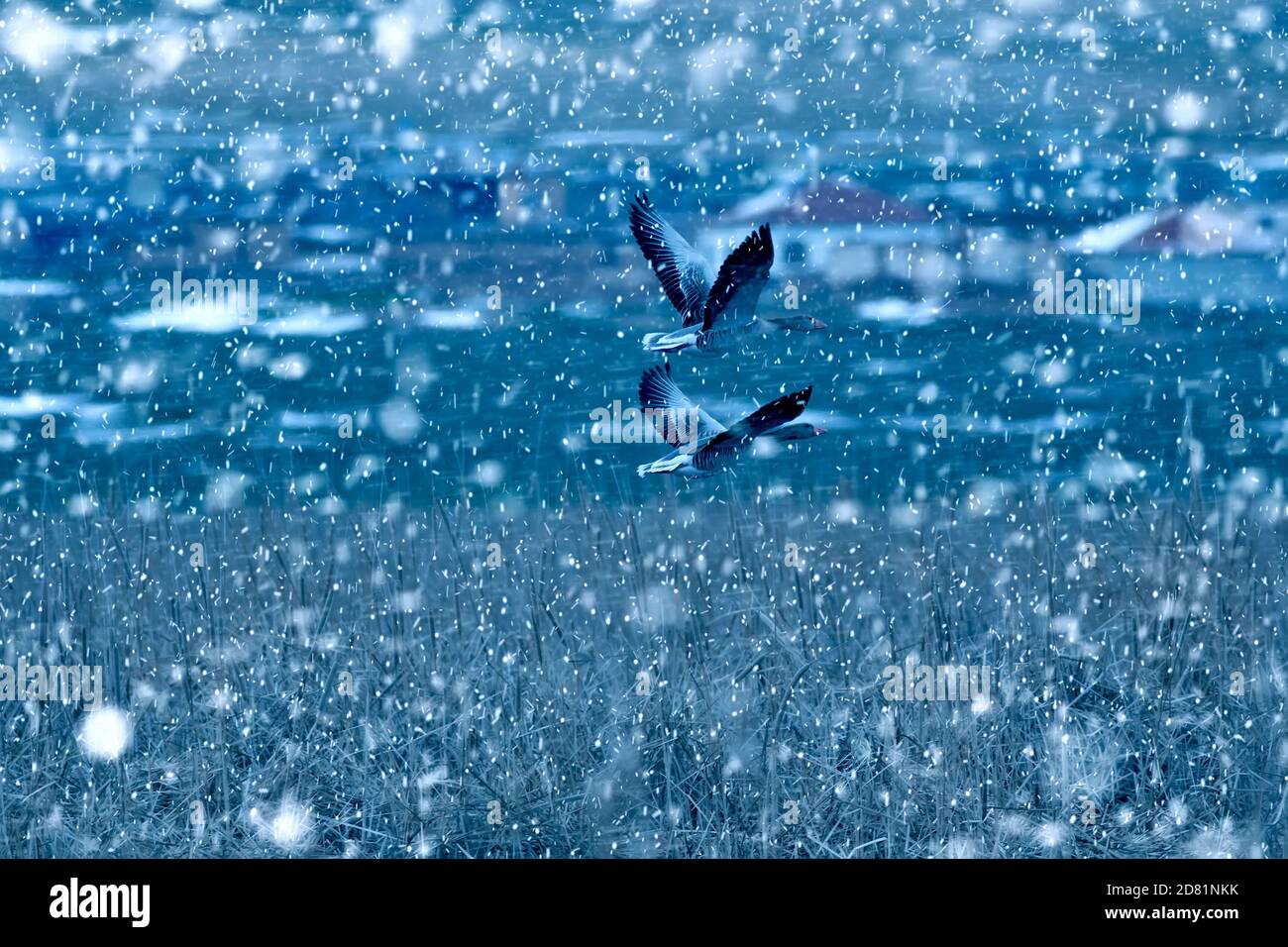 Winter season and animals. Falling snow. white blue nature background ...