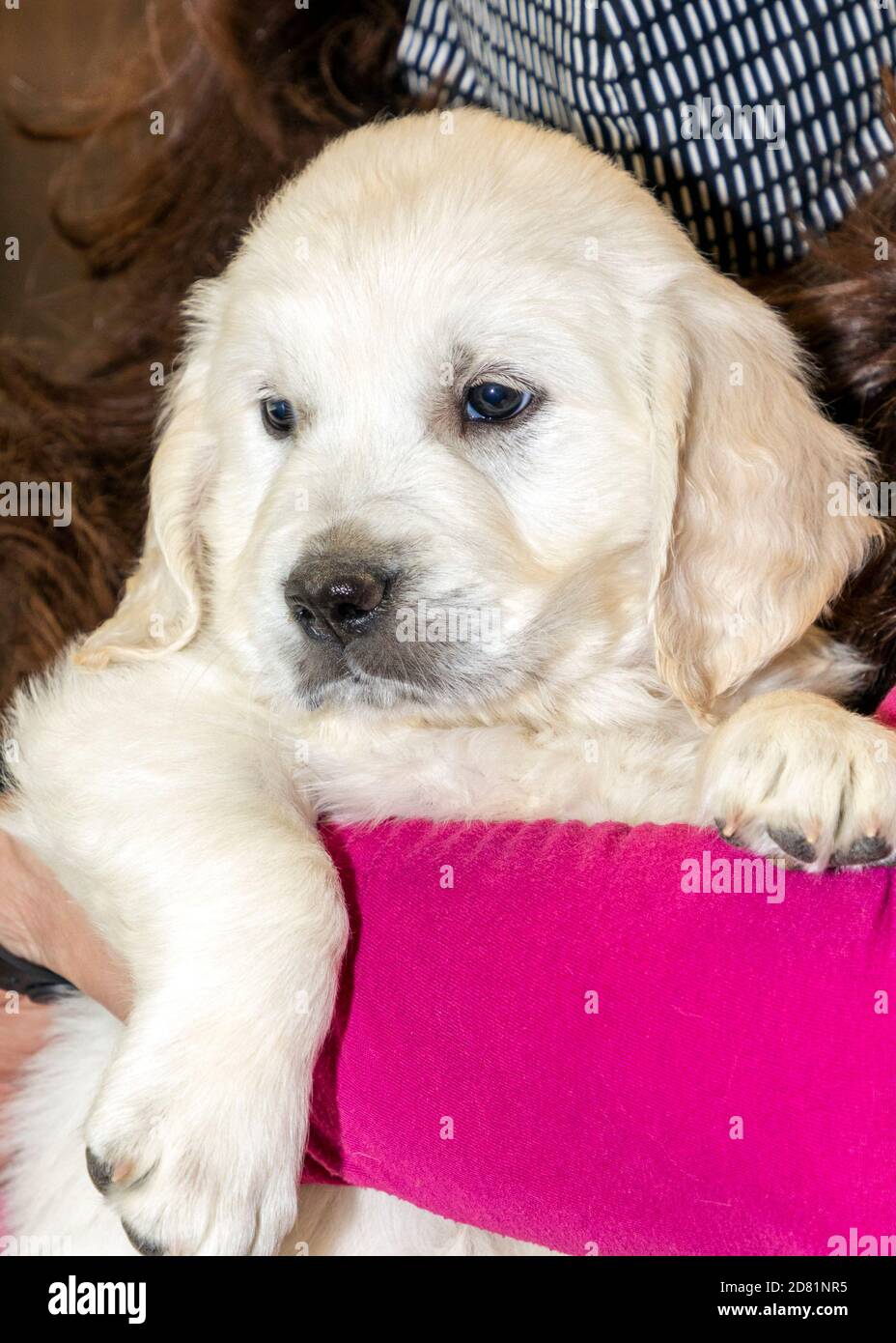 platinum golden retrievers