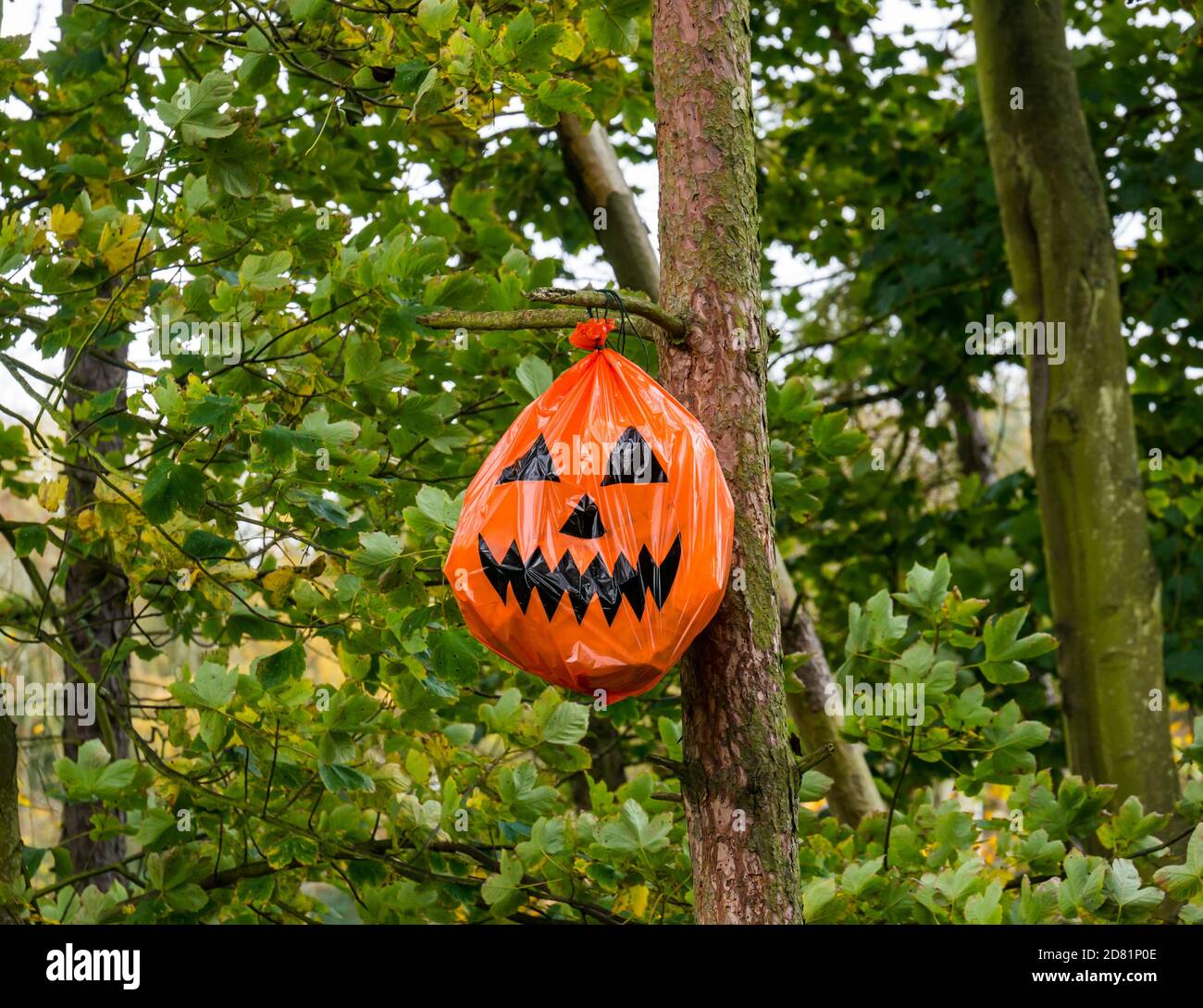 Spooky woodland Halloween trail with a pumpkin face made out of a plastic bag hanging in a tree, Balgone Estate, East Lothian, Scotland, UK Stock Photo