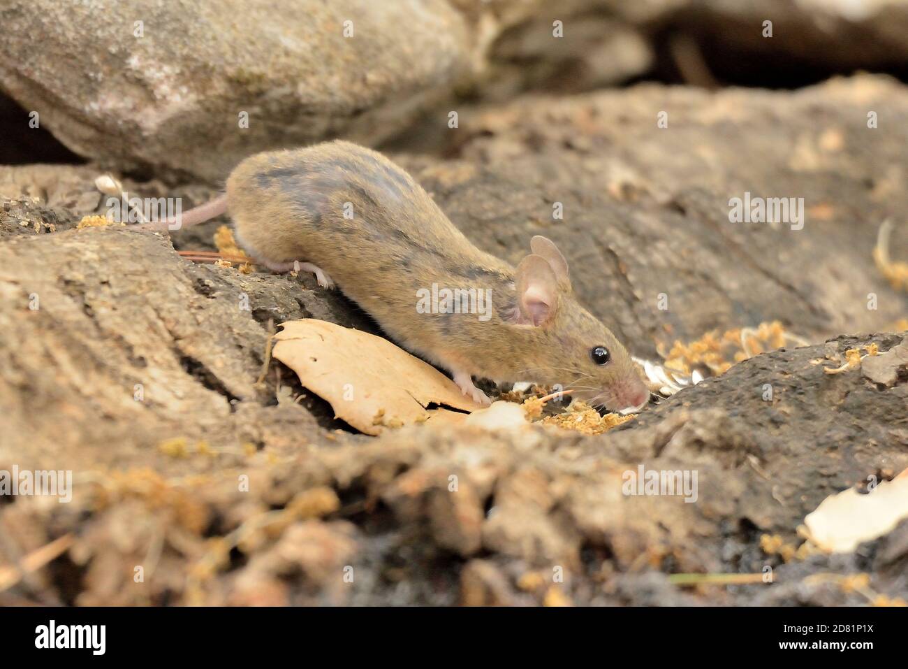 Field Mouse White Background High Resolution Stock Photography and