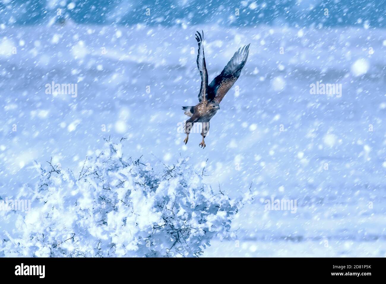 Winter season and animals. Falling snow. white blue nature background ...