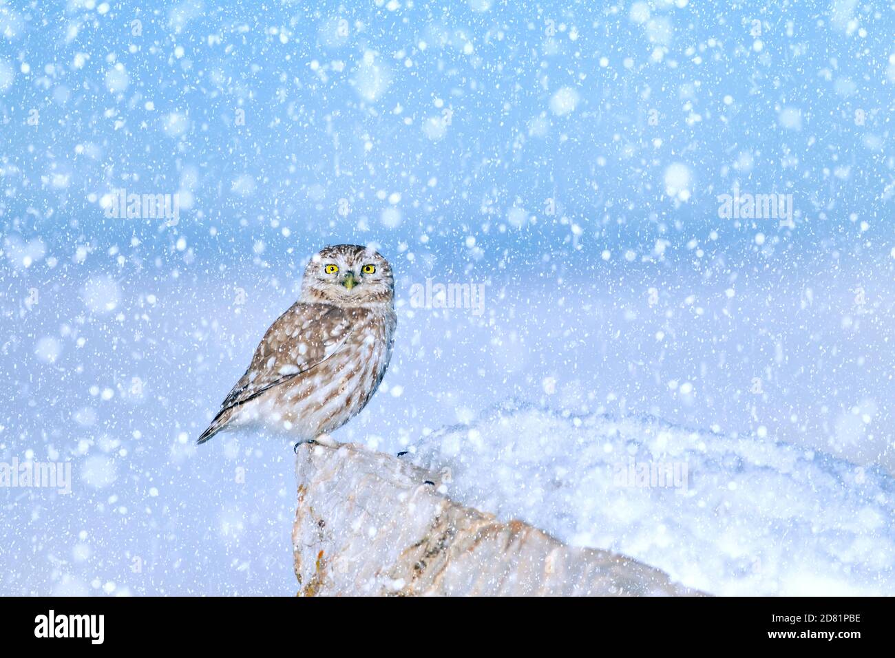 Winter season and animals. Falling snow. white blue nature background ...