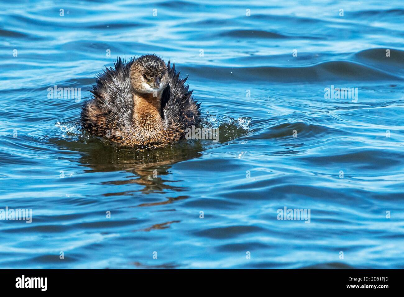 Pied-billed grebe swimming on autumn pond Stock Photo
