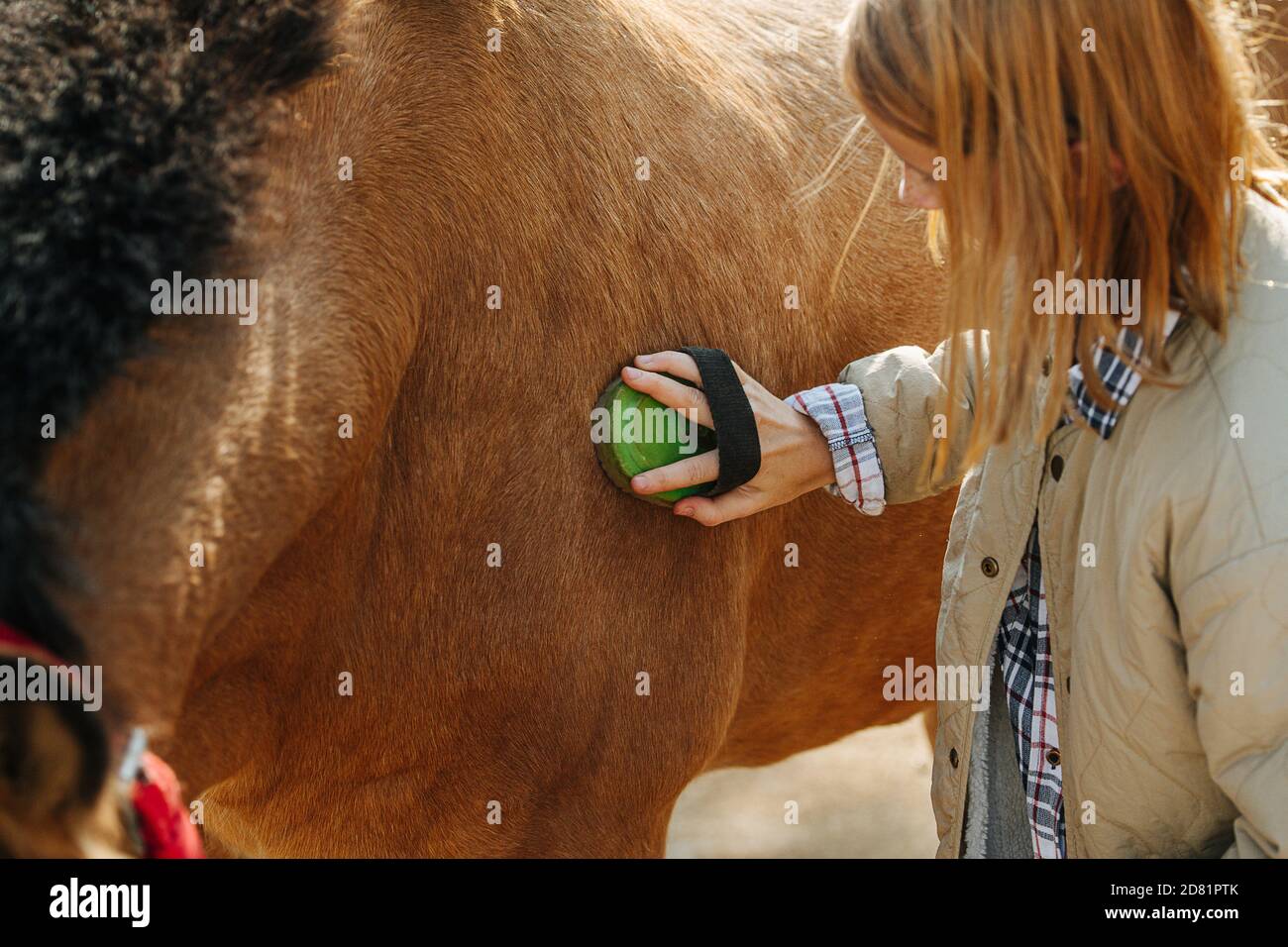Close up image of a little ginger girl cleans her horse with a brush. Close up. Stock Photo