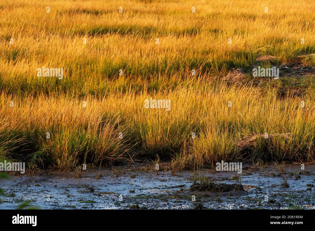 Salt-marsh spartina grasses at Jamaica Bay wildlife Refuge in autumn Stock Photo