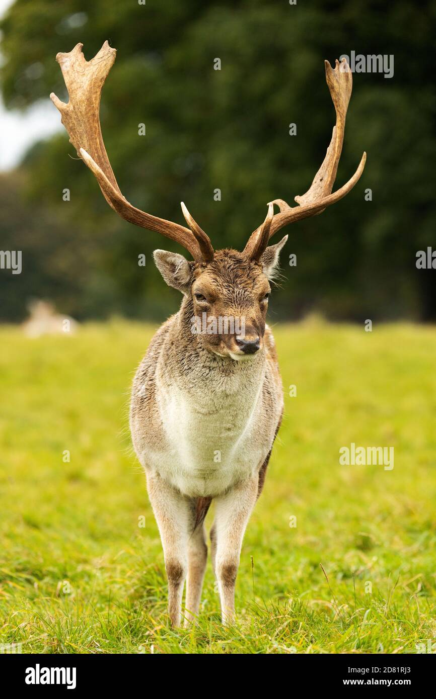 Fallow deer buck Stock Photo - Alamy
