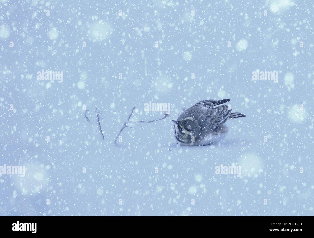 Winter season and animals. Falling snow. white blue nature background ...