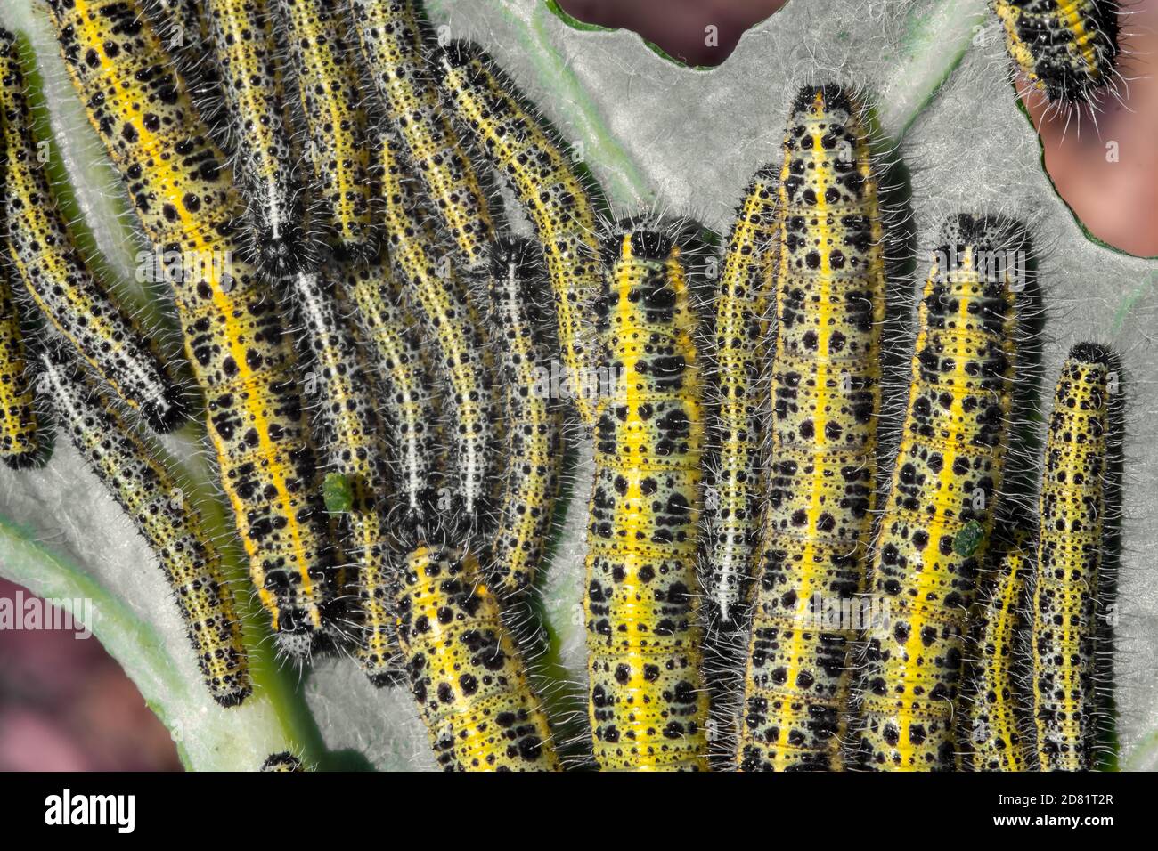 Lot of caterpillars on cabbage Stock Photo