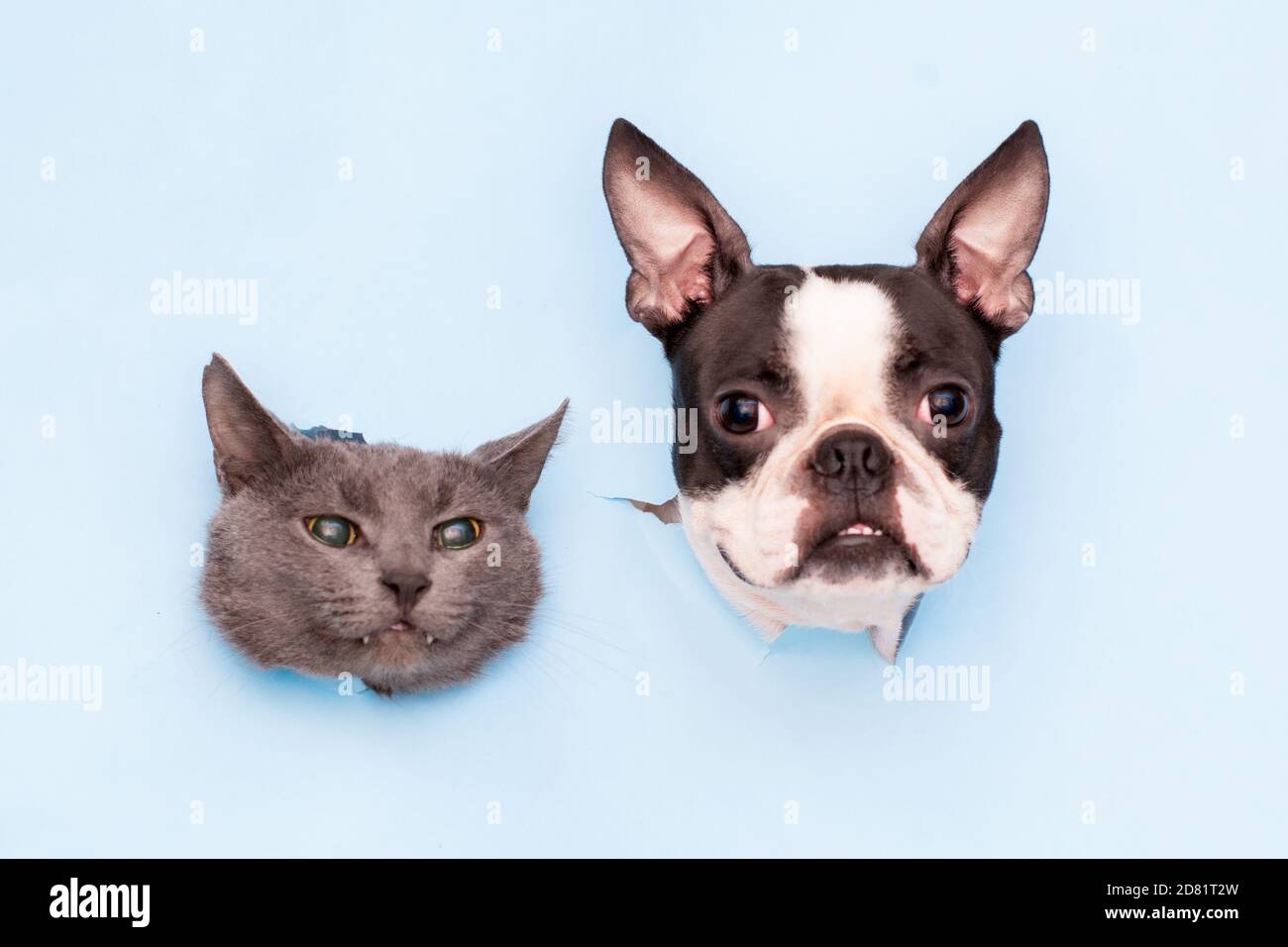 The heads of a gray cat and a Boston Terrier dog peek through holes in the blue paper. Funny creative.  Stock Photo