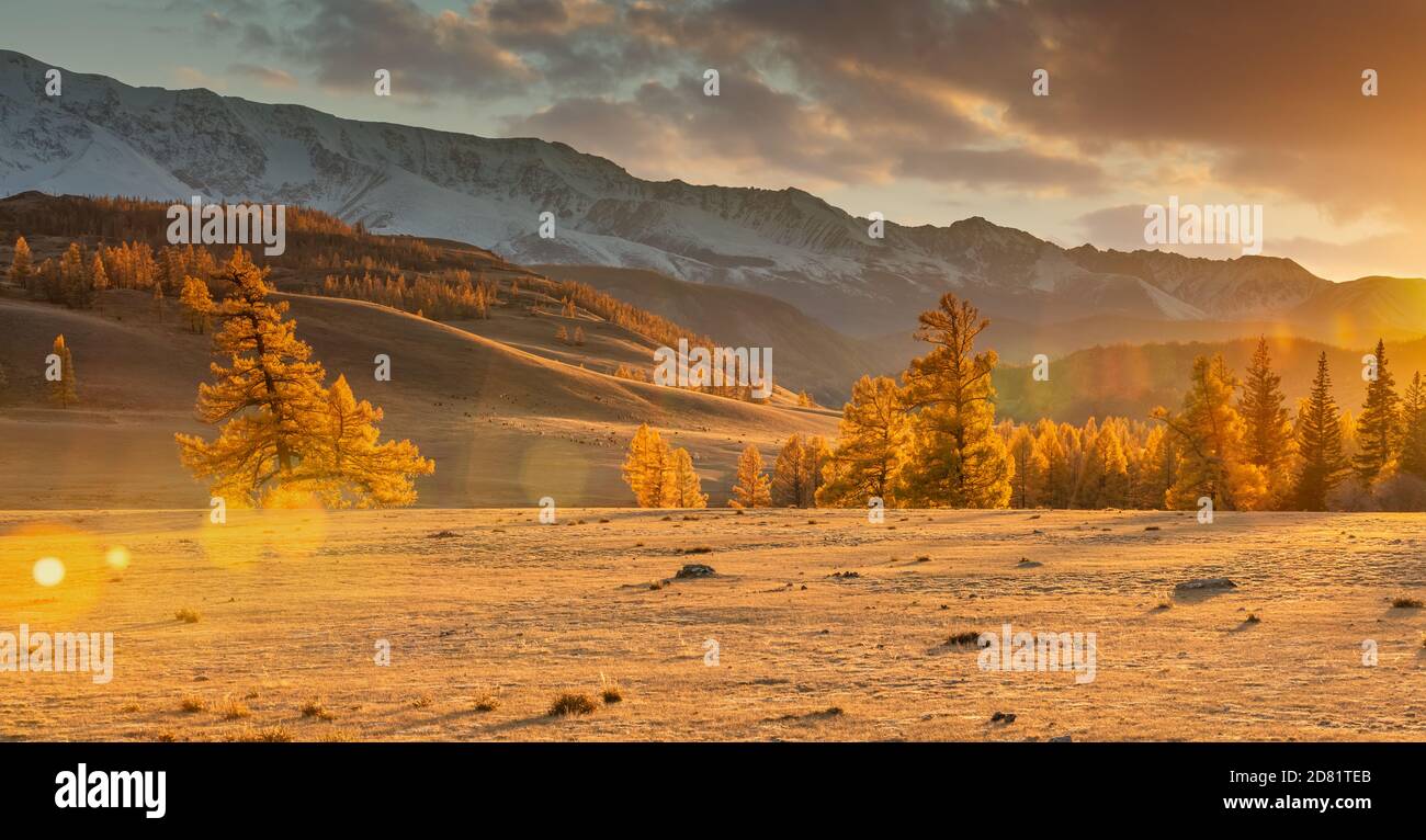 Beautiful panorama of a valley full of golden trees in the foreground and white snowy mountains in the background. Fall time. Cloudy sunset sky. Lense Stock Photo