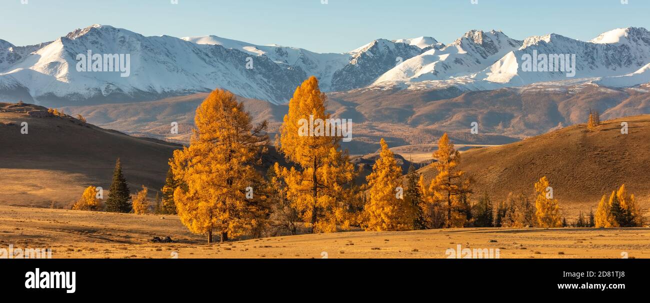Beautiful panorama of a valley full of golden trees in the foreground and white snowy mountains in the background. Sunrise. Fall time. Altai mountains Stock Photo