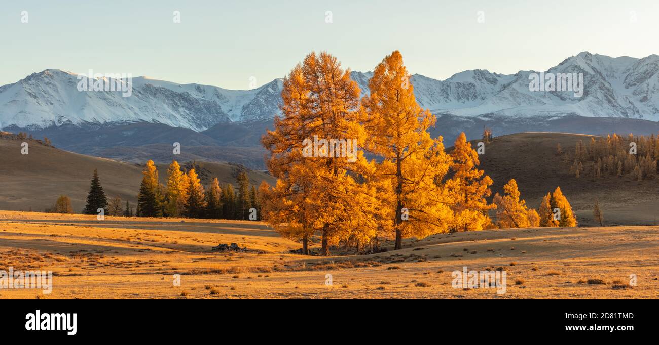 Beautiful panorama of a valley full of golden trees in the foreground and white snowy mountains in the background. Sunset. Fall time. Altai mountains, Stock Photo